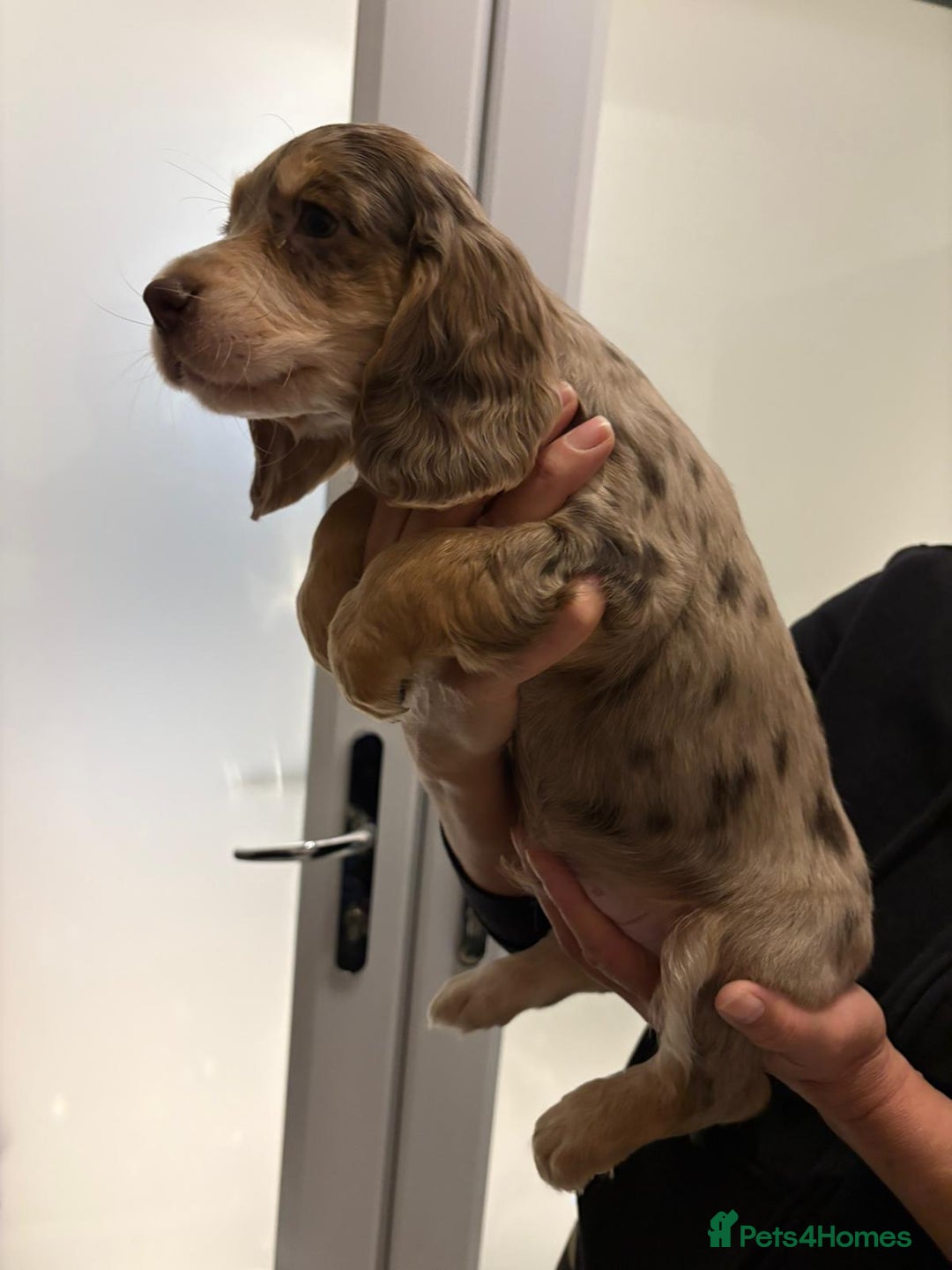 Cocker Spaniel dogs for sale: Show type KC and DNA health tested parents  - Advert 24