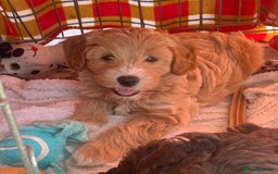 Labradoodle dogs for sale: Beautiful miniature labradoodle puppies - Image 8