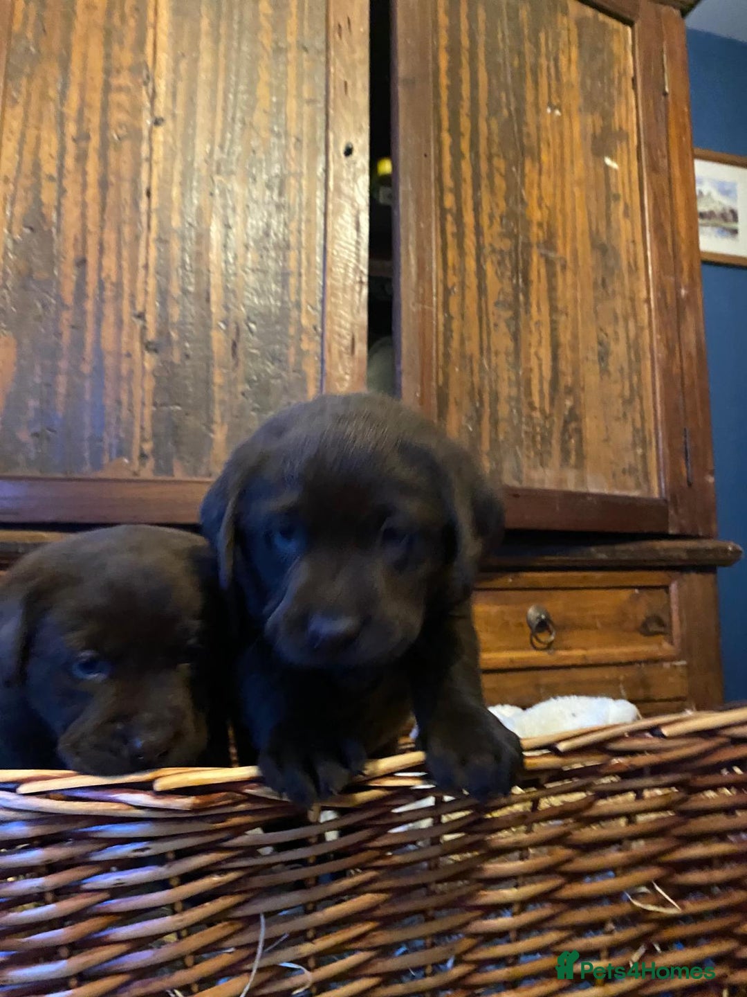 Labrador Retriever dogs for sale: 6 Adorable Chocolate Labs for Sale - Image 26