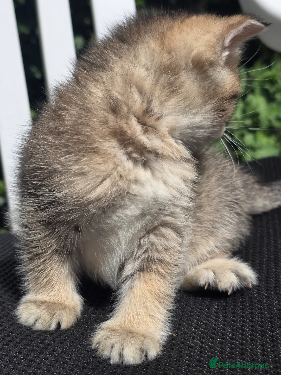 British Shorthair cats for sale: British Shorthair Female Kittens Only 2 Left!🩷 in London - Advert 30