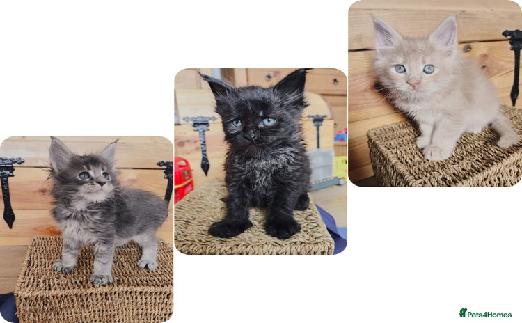 Maine Coon cats - Advert 14