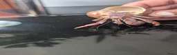 Crabs invertebrates for sale: Land Hermit crab  in Grantham - Advert 5