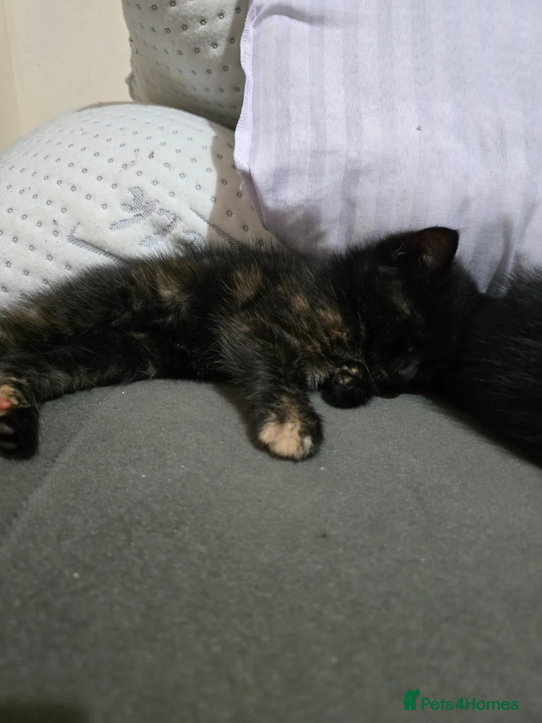 Mixed Breed cats for sale: Ragdoll mixed kitten  - Advert 2