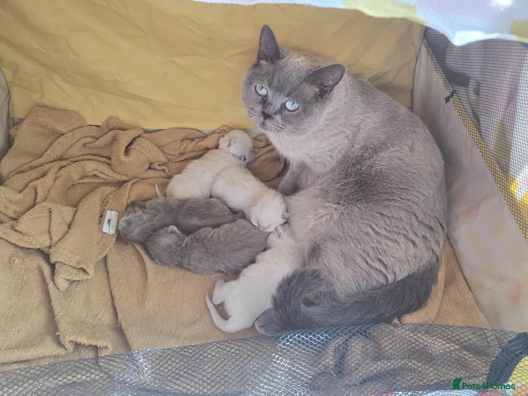 British Shorthair cats for sale: Full paedigray British shorthair kittens. - Advert 1