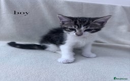 Mixed Breed cats for sale: Cute kittens looking for nice home  - Image 19
