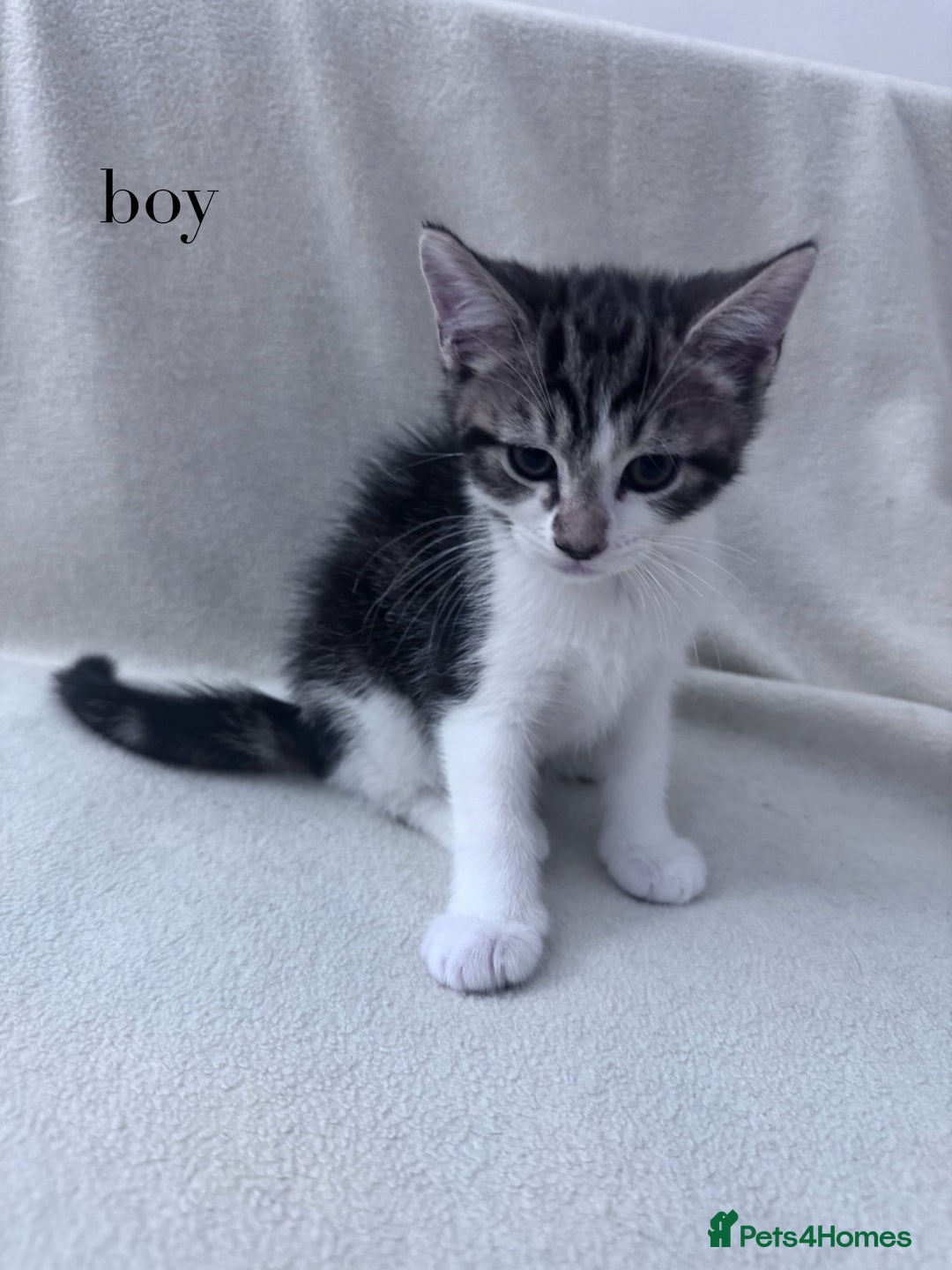 Mixed Breed cats for sale: Cute kittens looking for nice home  - Image 19
