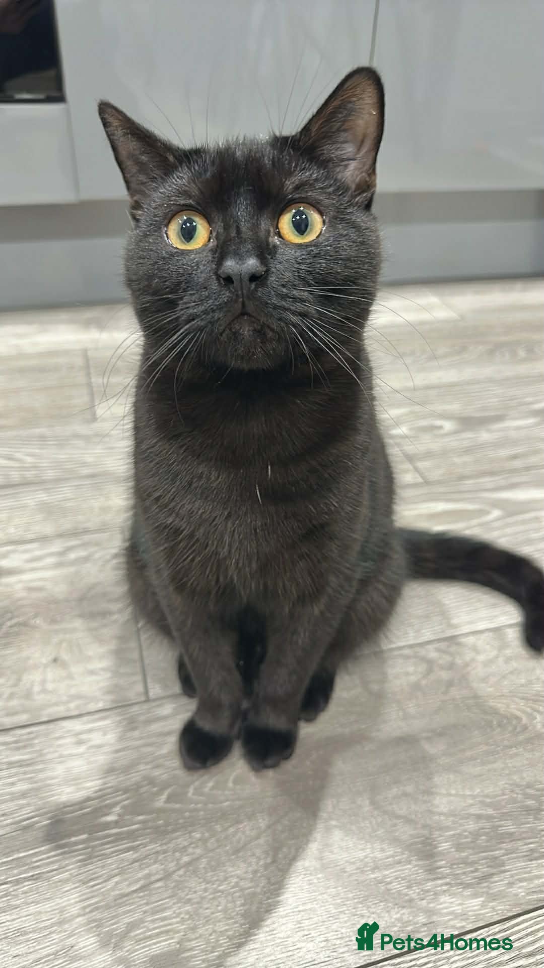 Mixed Breed cats Friendly Black Kitten Ready for Loving Home 🖤🐈‍⬛ - Advert 4