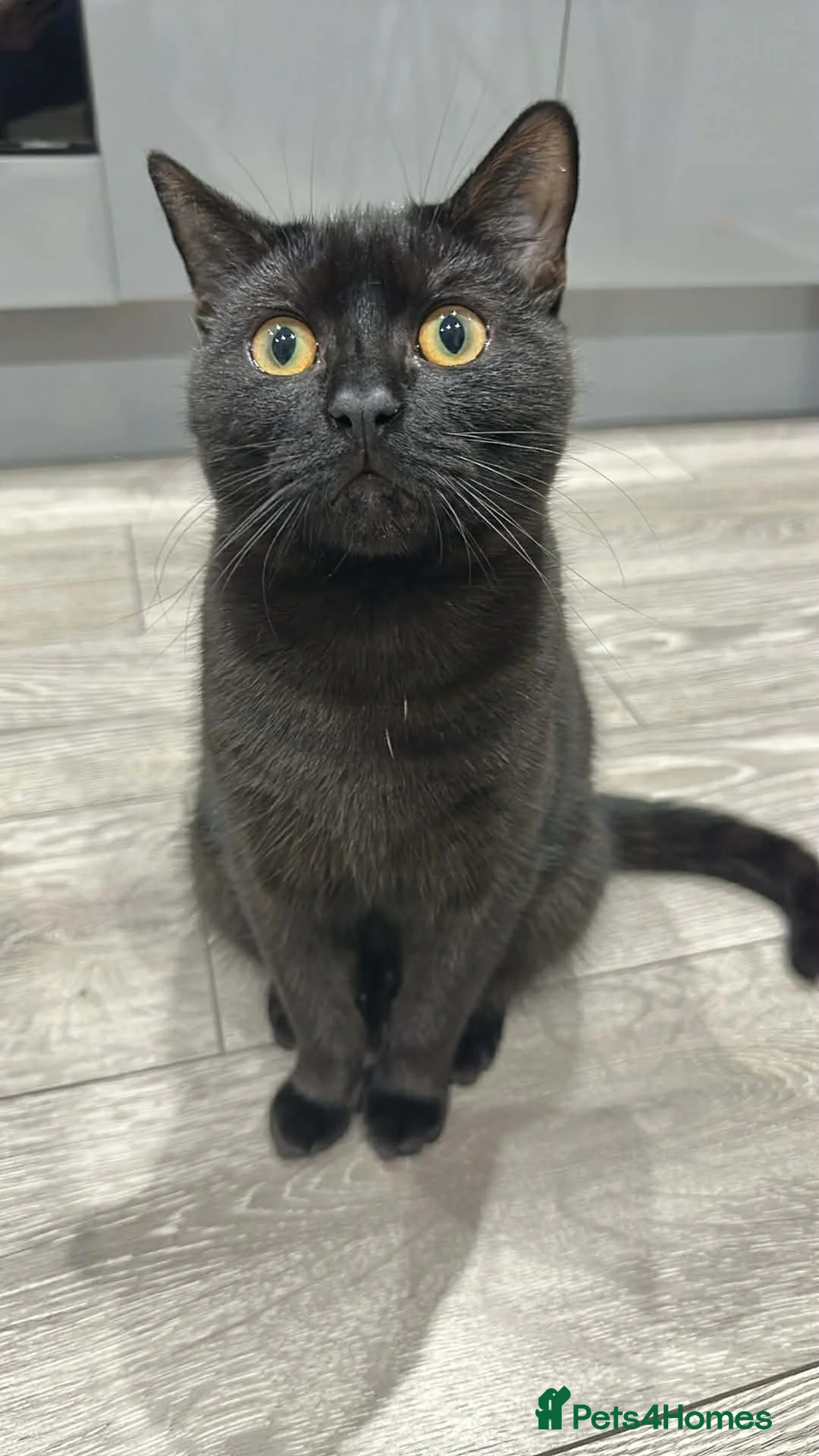 Mixed Breed cats for sale: Friendly Black Kitten Ready for Loving Home 🖤🐈‍⬛ - Advert 1