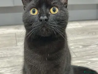 Mixed Breed cats Friendly Black Kitten Ready for Loving Home 🖤🐈⬛ - Advert 4