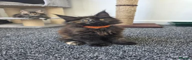 Maine Coon 8