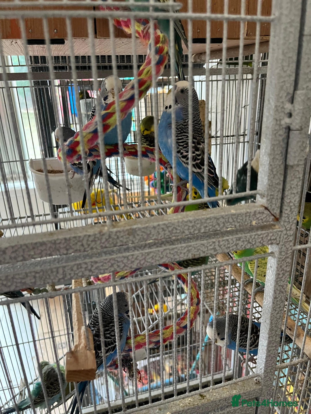 Budgerigars birds for sale: Mixed Budgies For Sale. - Advert 1