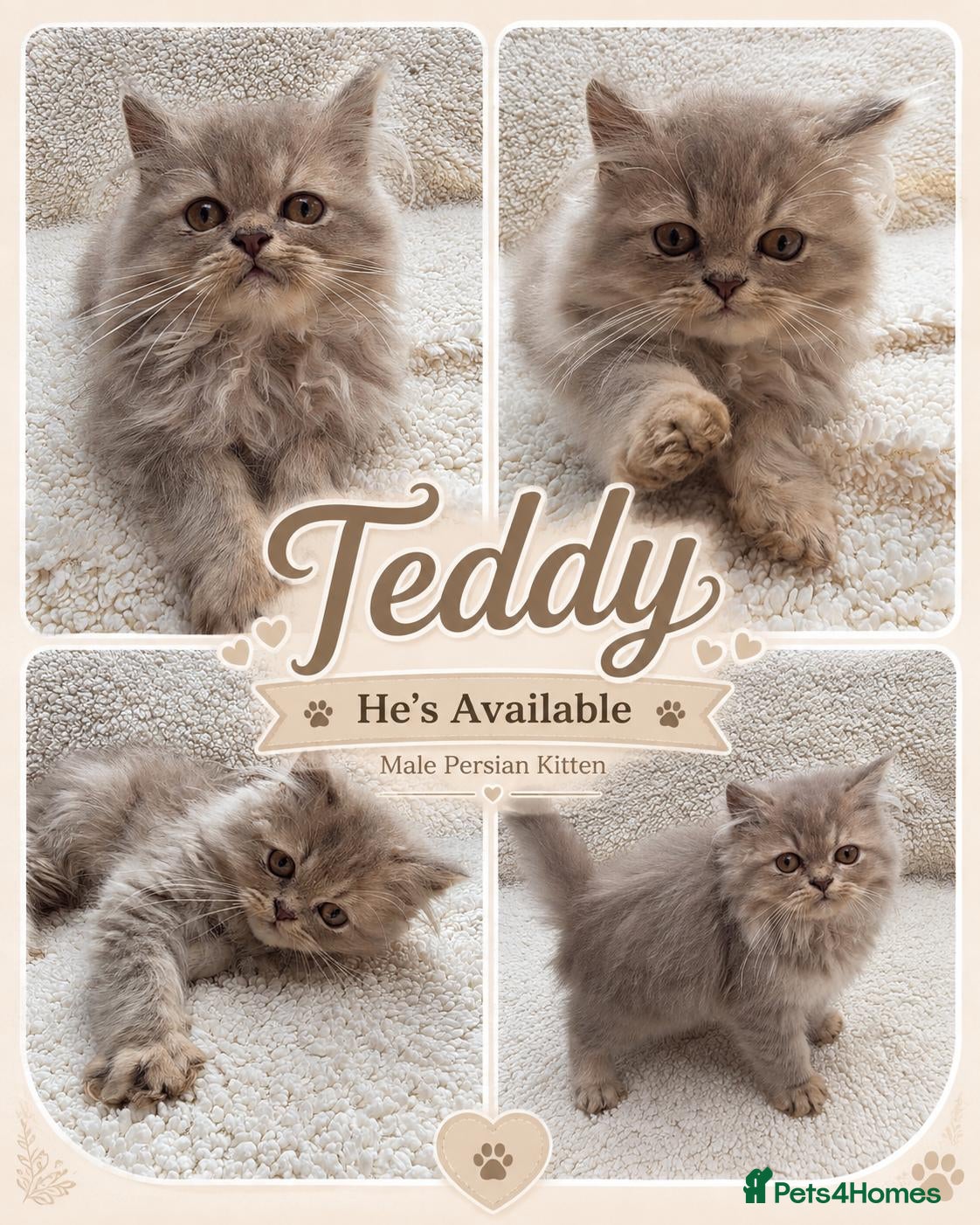 Persian cats Solid lilac persian kittens Rare colour ready now  - Advert 1
