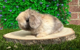 Mini Lop rabbits for sale: Stunning mini lops - Image 36