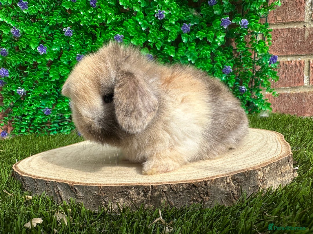 Mini Lop rabbits for sale: Stunning mini lops - Image 36