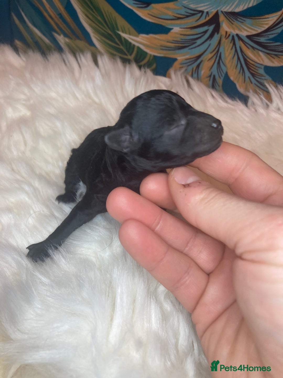 Toy Poodle dogs for sale: Beautiful toy poodle girl  - Advert 4