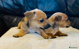 Jack Russell dogs for sale: Outstanding miniature Jack Russell puppies  - Image 8