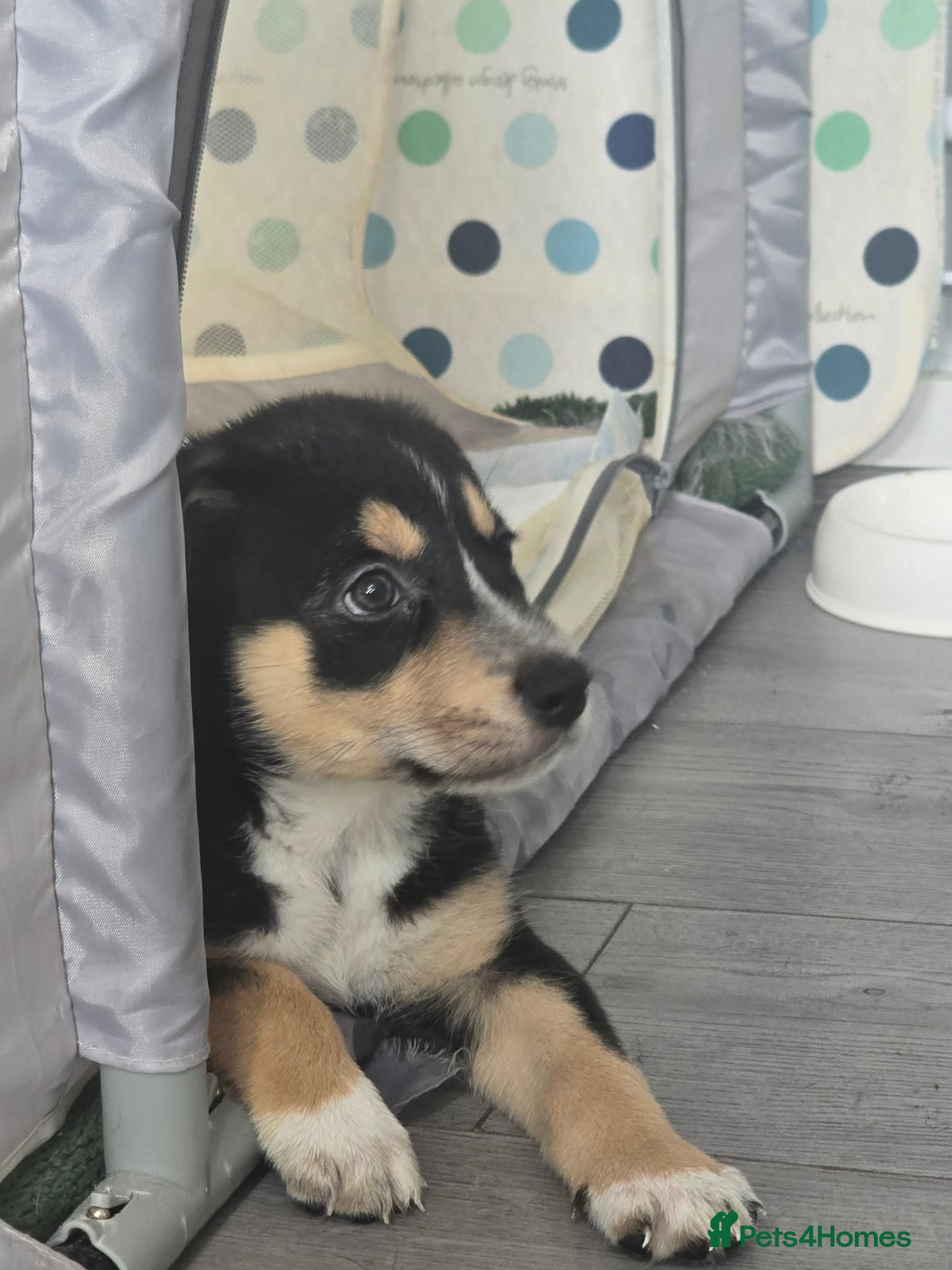 Mixed Breed dogs Staffie x Husky x Collie Puppies (4 Boys, 1 Girl) - Advert 1