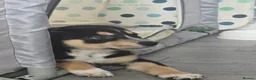 Mixed Breed dogs for sale: Staffie x Husky x Collie Puppies (4 Boys, 1 Girl) in Glasgow - Advert 1