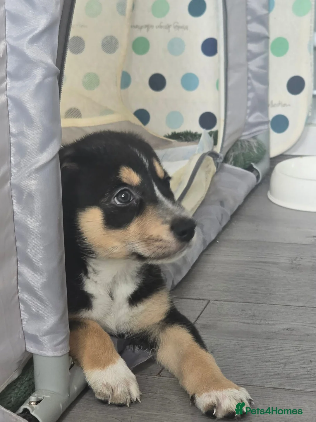 Mixed Breed dogs for sale: Staffie x Husky x Collie Puppies (4 Boys, 1 Girl) in Glasgow - Advert 1