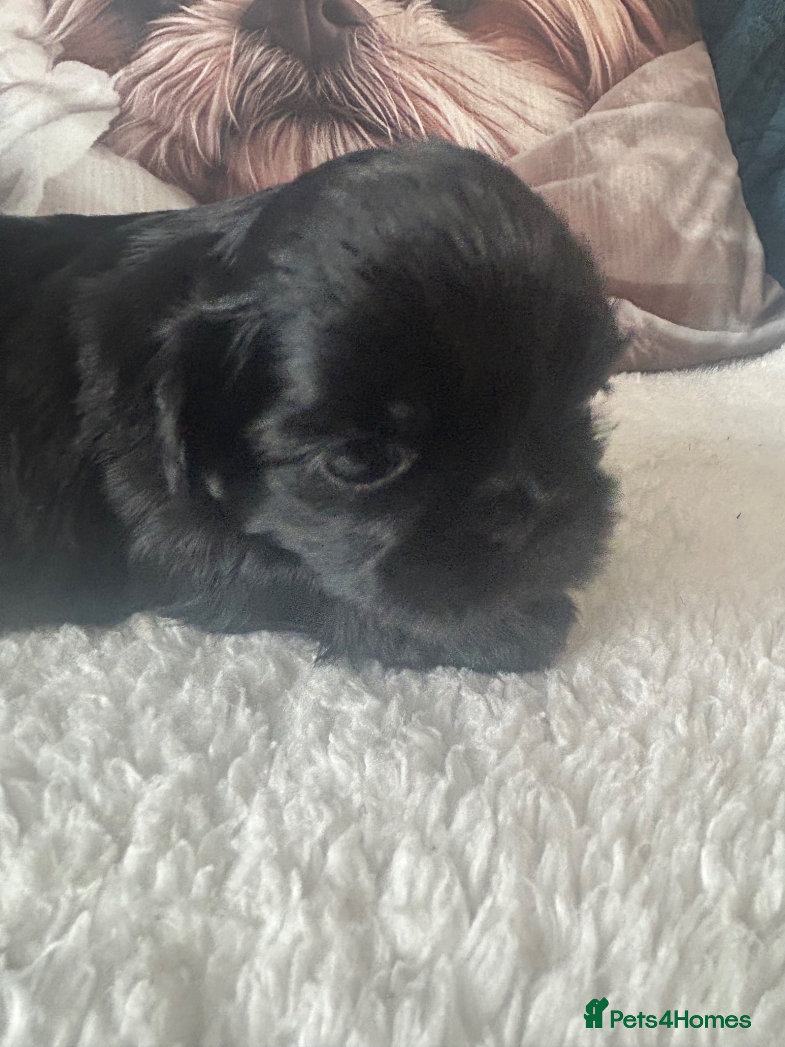 Shih Tzu dogs for sale: Full pedigree imperial Shih ztu - Advert 7