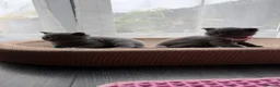 British Shorthair cats for sale: Beautiful Blue British shorthair kittens  - Advert 5