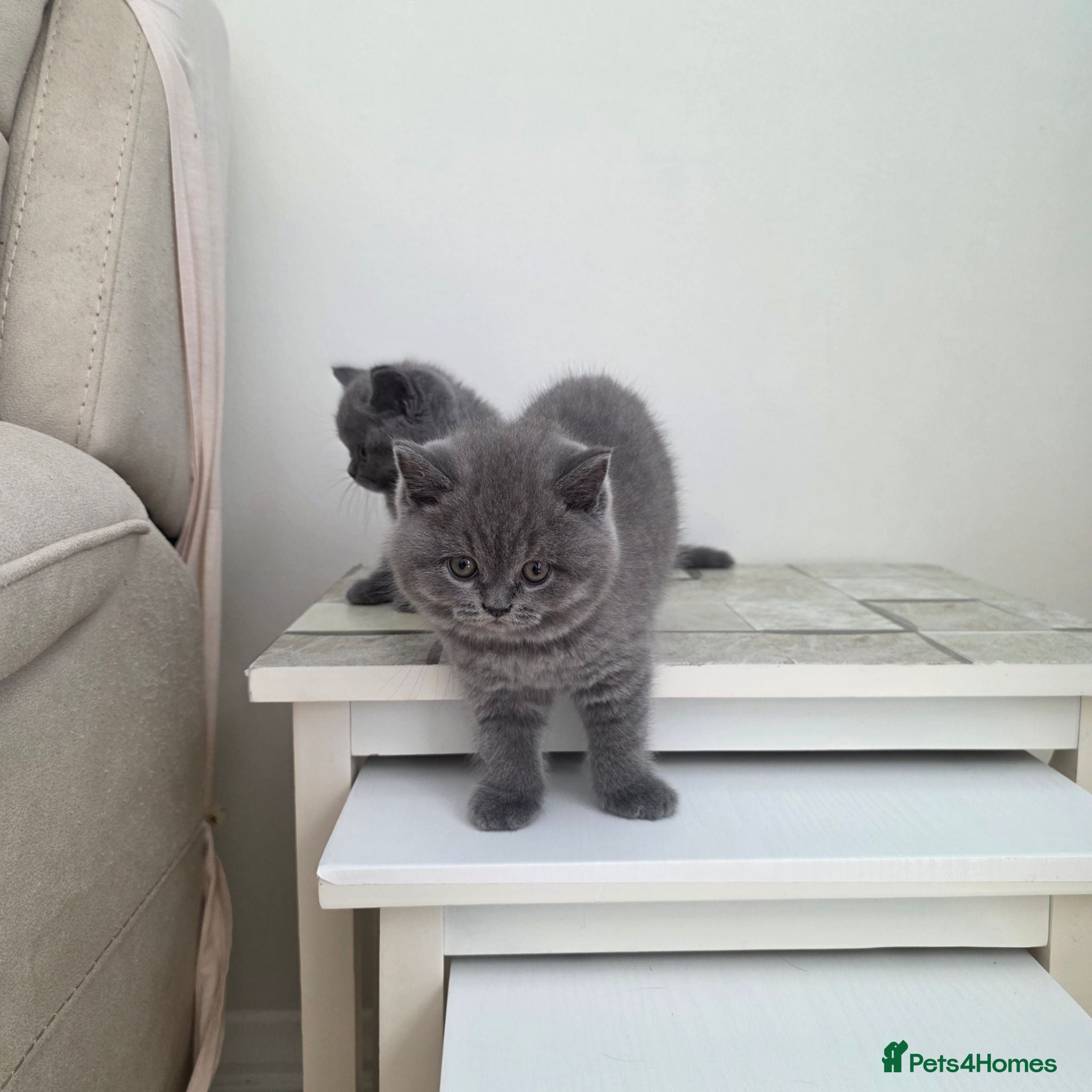 British Shorthair cats British Shorthair Kittens | Champion Lines - Advert 1