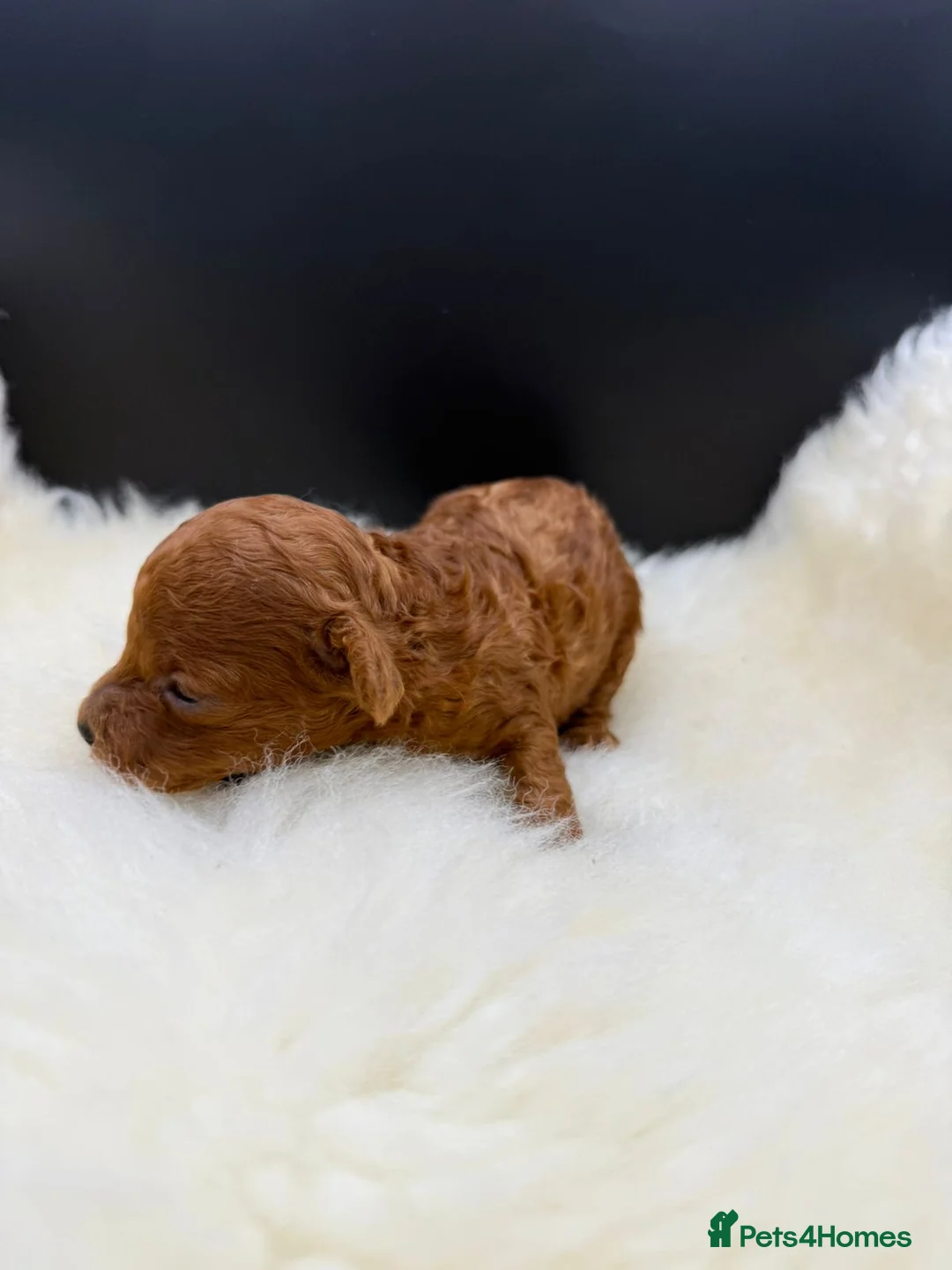 Toy Poodle dogs for sale: Asian Toy Poodle  - Advert 10