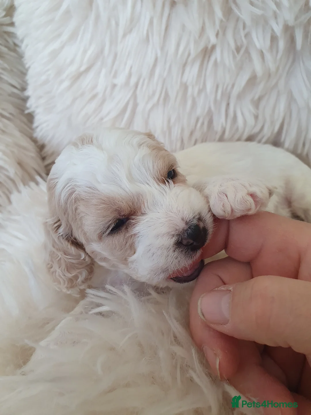 Mixed Breed dogs for sale: Beautiful little of cavapoochon puppies - Advert 9