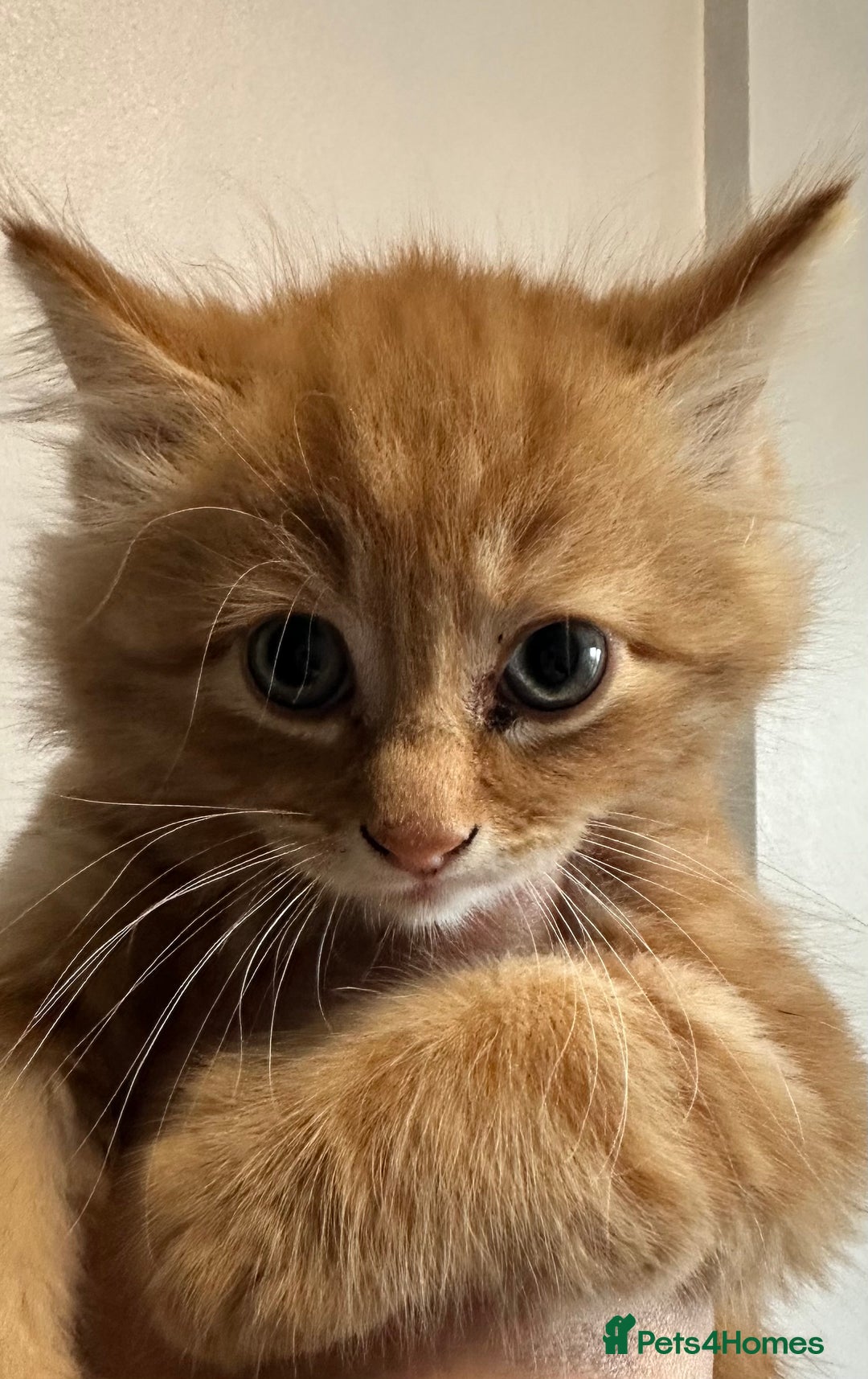 Maine Coon cats for sale: We have 4  sweet English Maine coon kittens❣️ - Advert 21