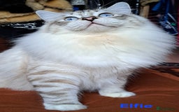 Ragdoll cats for sale: Exceptional bloodlines Ragdolls 💞💞 - Image 20