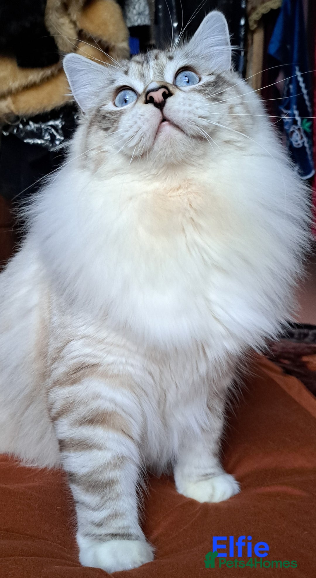 Ragdoll cats for sale: Exceptional bloodlines Ragdolls 💞💞 - Image 20