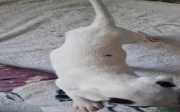 Mixed Breed dogs for sale: Staffy-lurcher Cross Border Collie  - Image 8