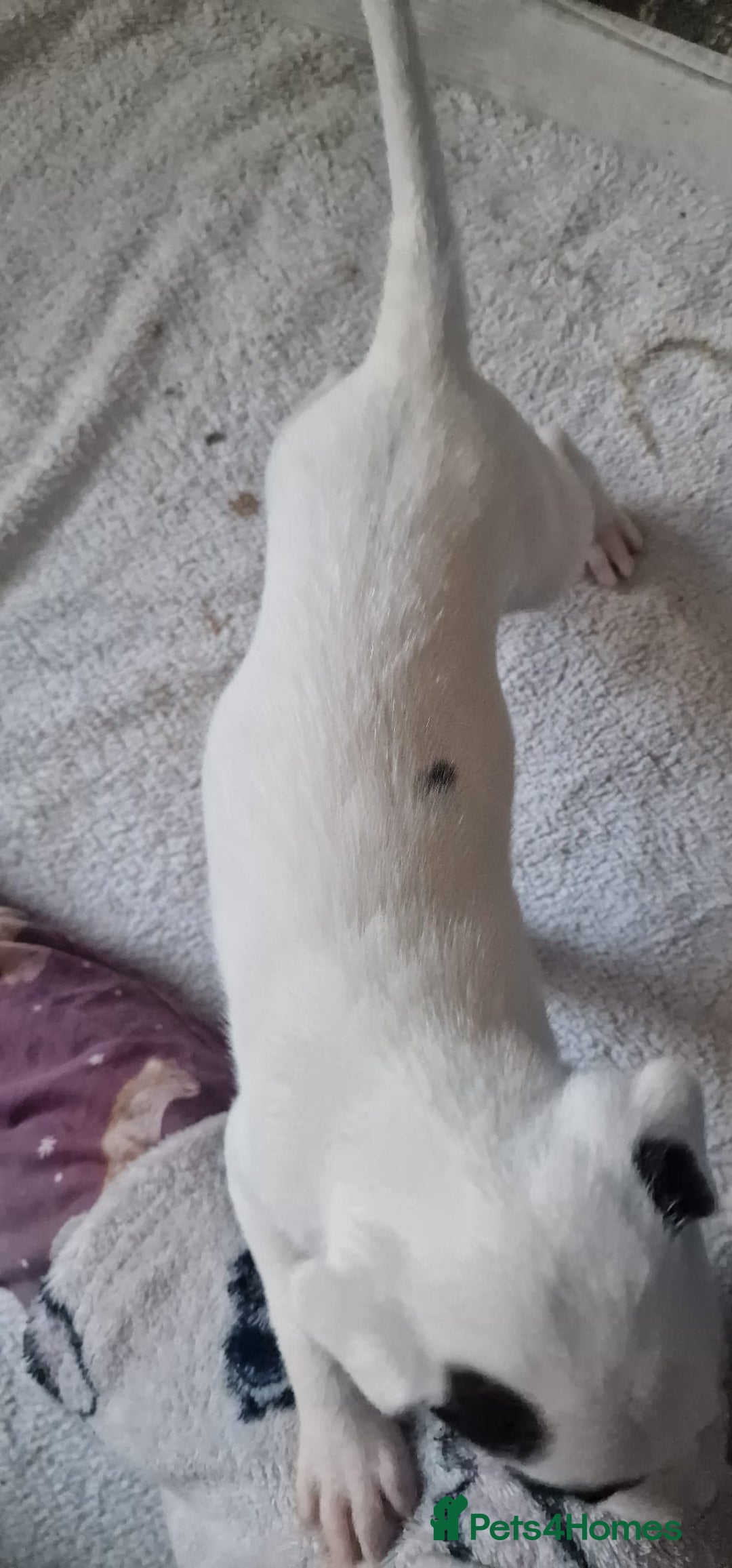 Mixed Breed dogs for sale: Staffy-lurcher Cross Border Collie  - Image 8