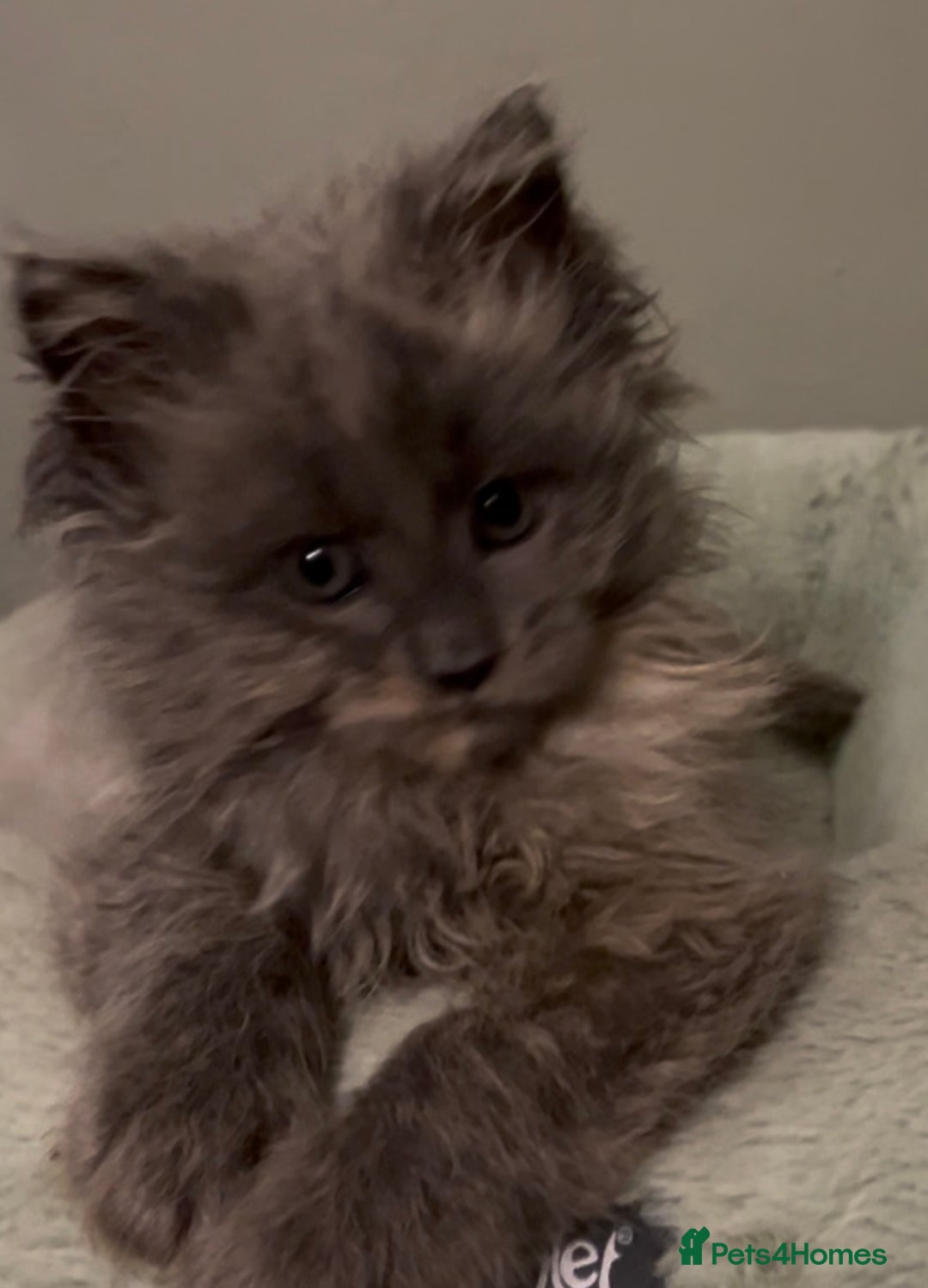 Maine Coon cats for sale: Maine Coon girl READY NOW - Advert 1