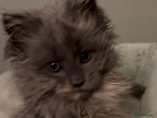 Maine Coon cats Maine Coon girl READY NOW - Advert 1