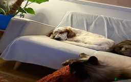 English Setter dogs for adoption: Dil (Formerly Dul)   in Blaydon-on-Tyne - Advert 12