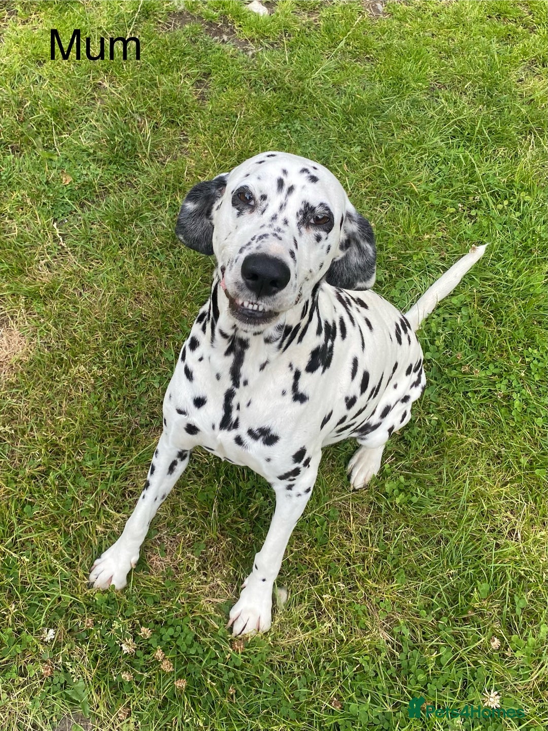 Dalmatian dogs for sale: Stunning KC dalmation puppies for sale! - Image 22