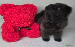 Chow Chow dogs for sale: Last Puppy – Rare Blue Chow Chow Girl🐾 - Image 29