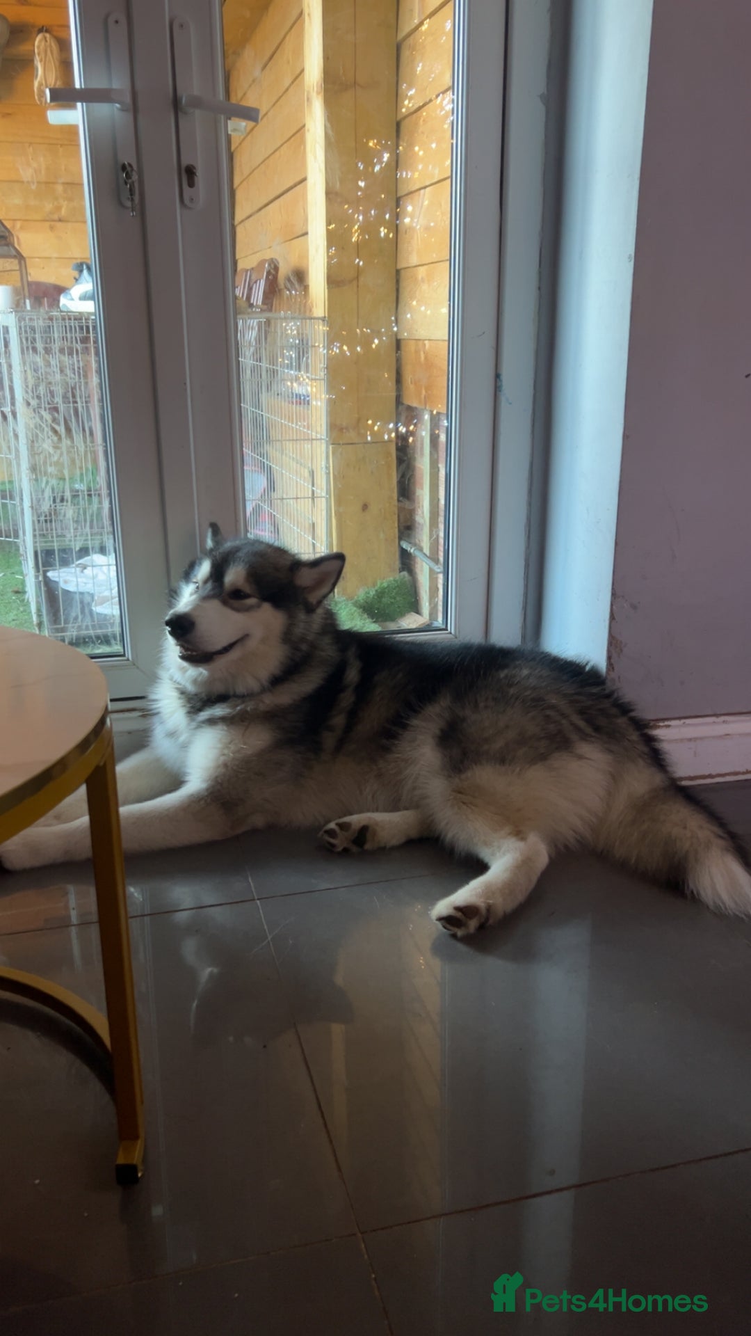 Alaskan Malamute dogs for sale: !ONLY 3 LEFT! - Advert 7