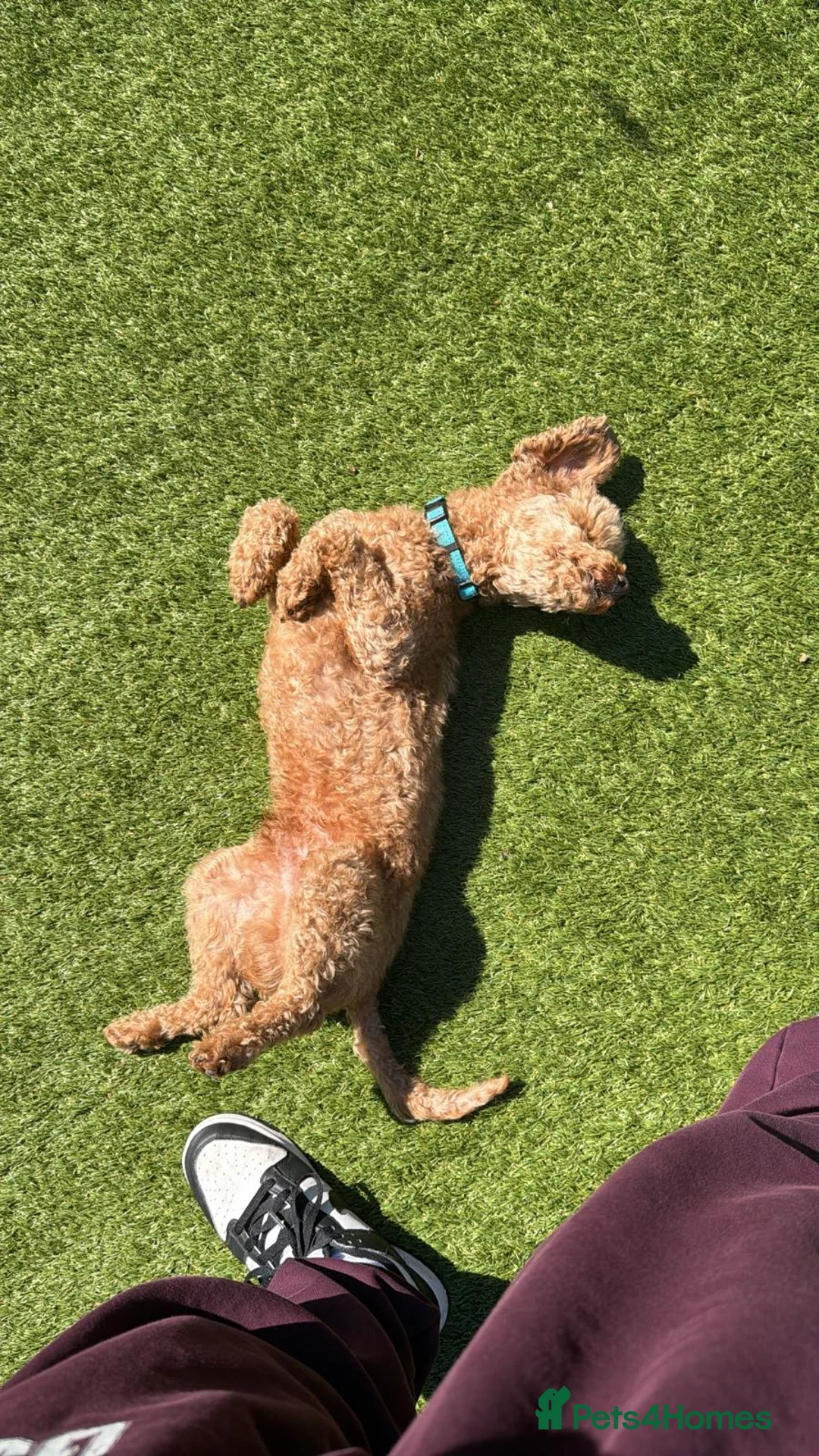 Toy Poodle dogs for sale: Male toy poodle 5yrs  - Advert 8