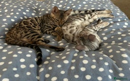 Bengal cats for sale: Bengal kitten for rehoming  - Image 8