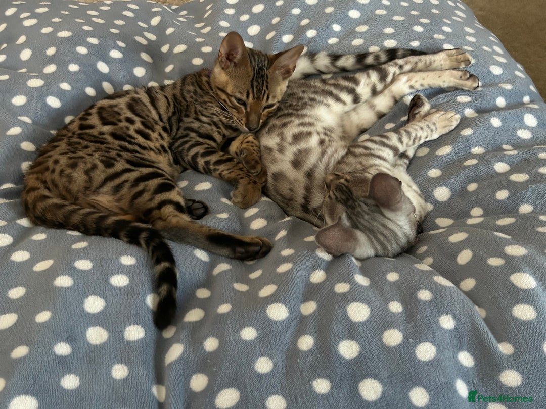 Bengal cats for sale: Bengal kitten for rehoming  - Image 8