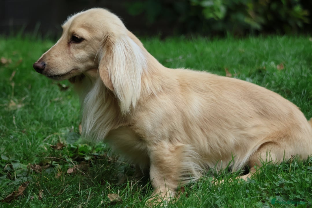 Miniature Dachshund dogs for stud: Long Haired Cream, no dilute, Pra Clear, Kc Regg - Image 24