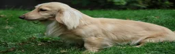 Miniature Dachshund dogs for stud: Long Haired Cream, no dilute, Pra Clear, Kc Regg - Advert 24