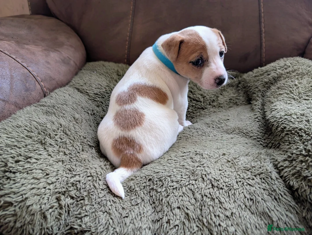 Jack Russell dogs for sale: Jack Russell Puppies, Ready 20th March - Advert 11
