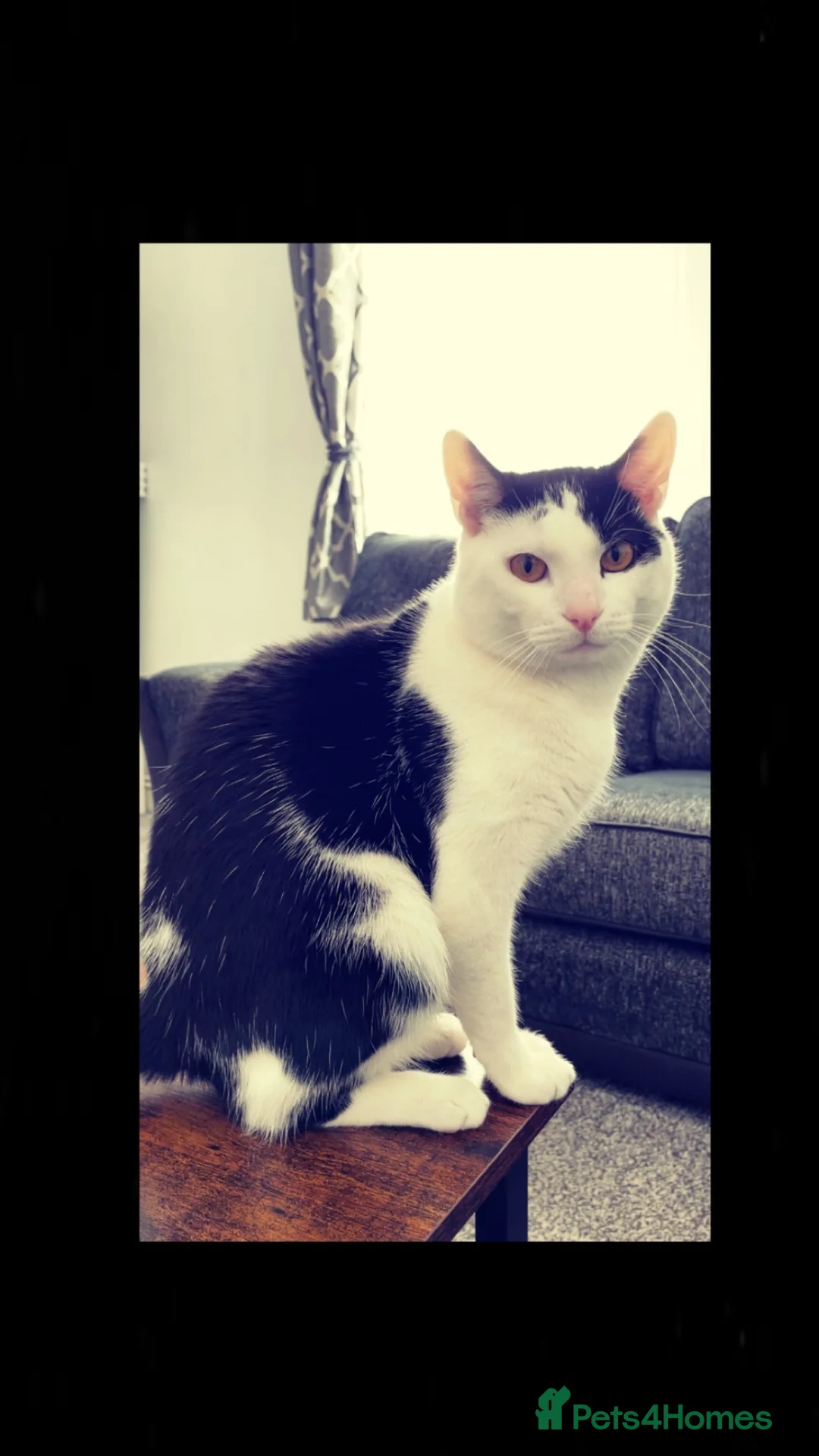 Domestic Shorthair cats for sale: Black and white cat (Leo) - Advert 2
