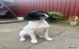 Mixed Breed dogs for sale: LAST PUPPY ❤️ - Image 13