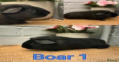 Guinea Pig rodents - Advert 3