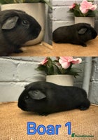 Guinea Pig rodents - Advert 6