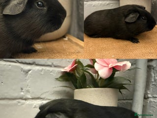 Guinea Pig rodents for sale - Advert 1